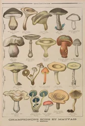 Good and Bad Mushrooms, Illustration from the Illustrated Supplement of Le Petit Journal, 26th October, 1896